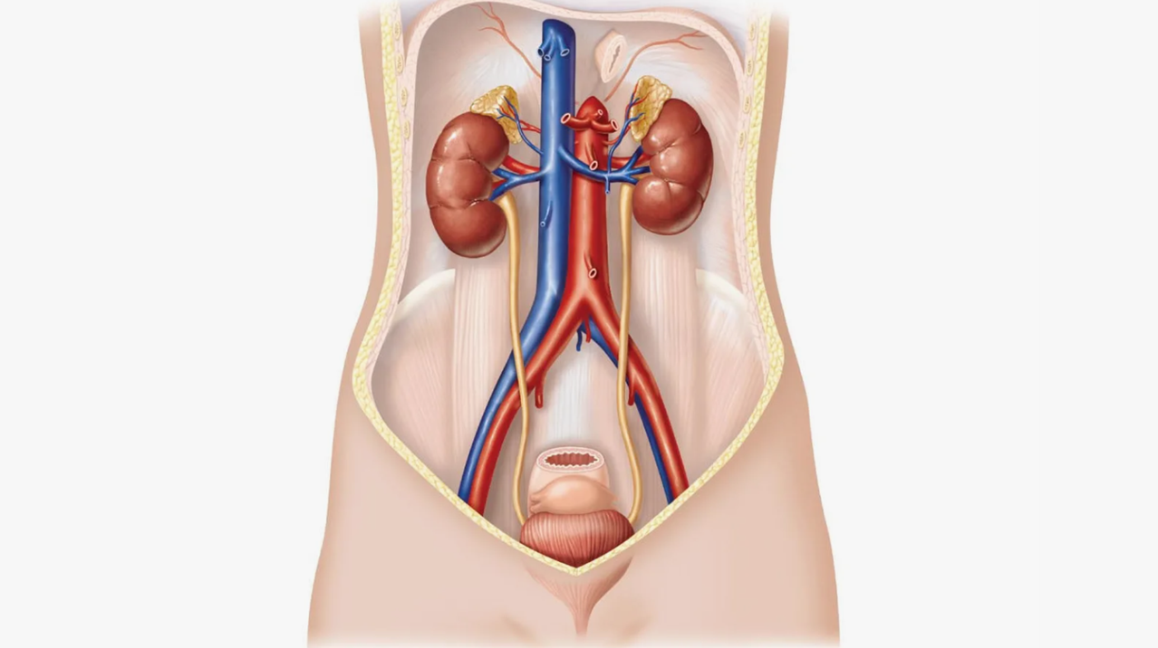 Готовые курсы приема продукции компании Сово-Сова. Сово-Сово — Омоложение и оздоровление!