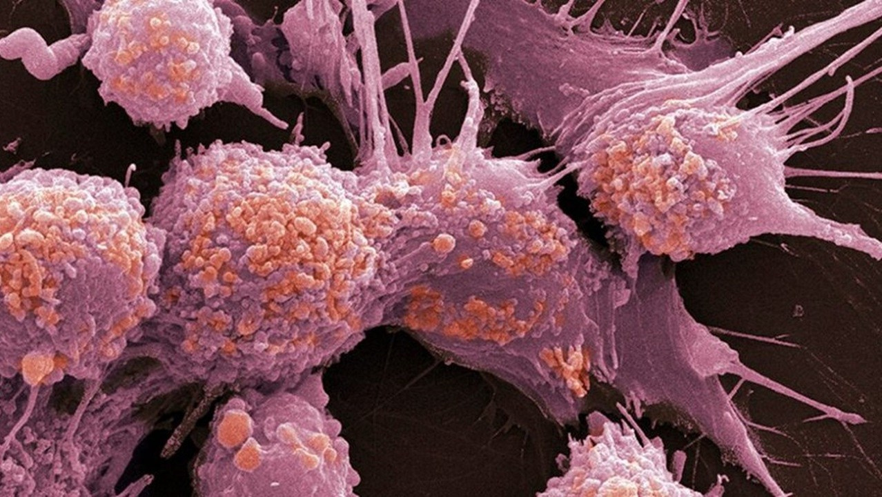 Готовые курсы приема продукции компании Сово-Сова. Сово-Сово — Омоложение и оздоровление!