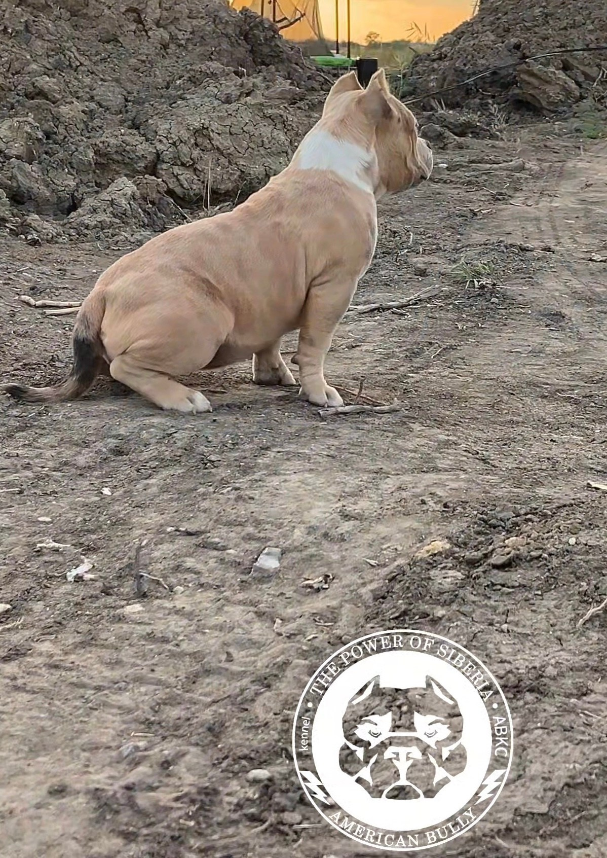 Помет Каспер и Тагира. 21.04.25. Американский Булли в г. Ростов-на-Дону. Питомник THE POWER OF SIBERIA