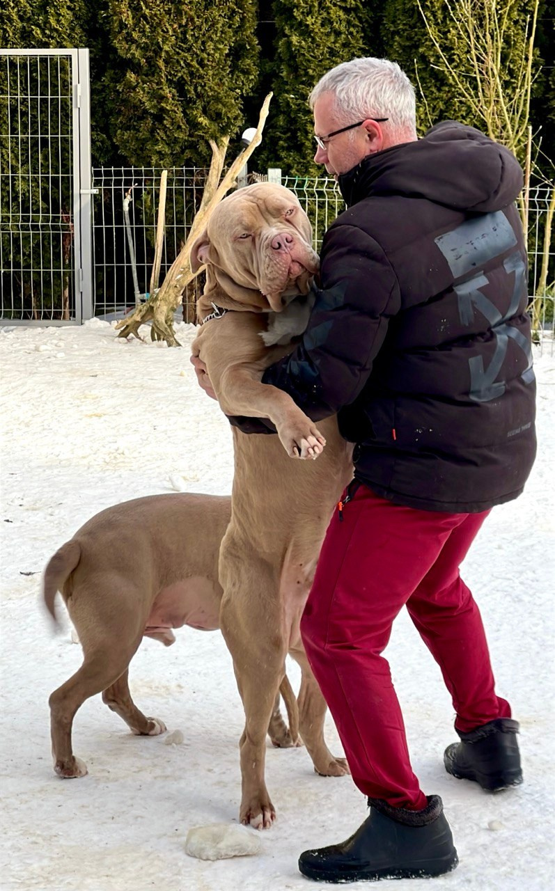 GBU ESKOBAR. Американские булли XL в г. Калининград. Питомник Great Bully UNIVERSE