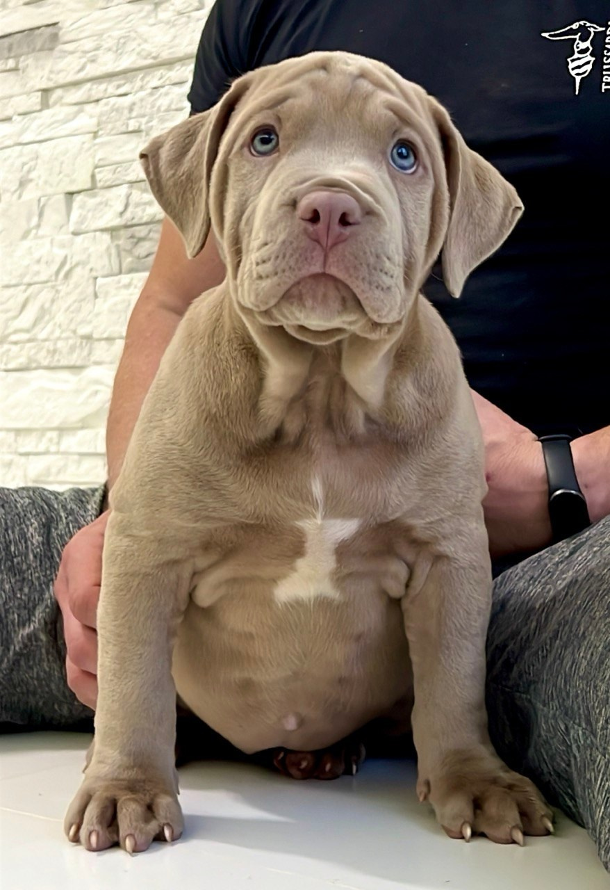 Hunter&Queenie, 10.09.25. Американские булли XL в г. Калининград. Питомник Great Bully UNIVERSE