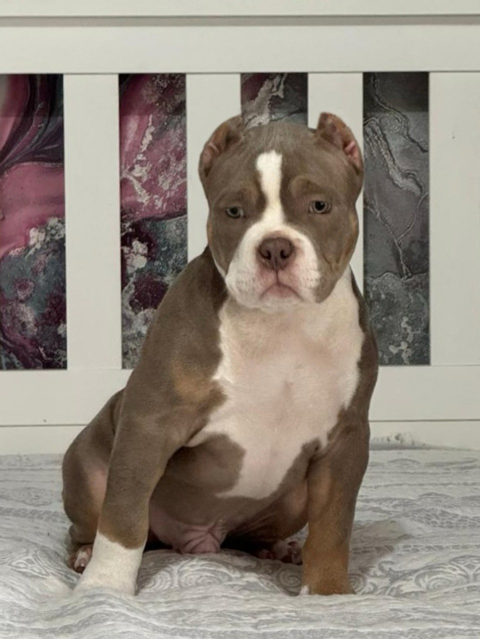 купить American Bully в Архангельске