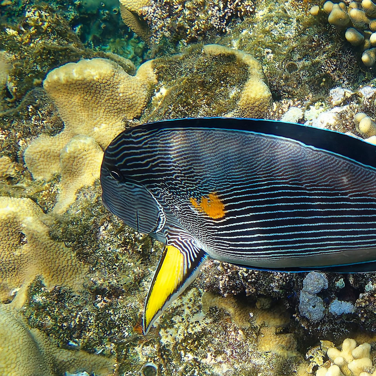 Мне посмотреть. Рыбов показываю