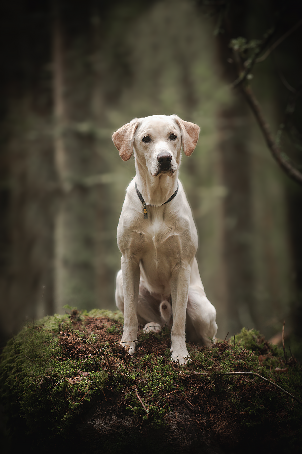 Лабрадоры на Валдае. Фотограф-анималист Наталья Светличная