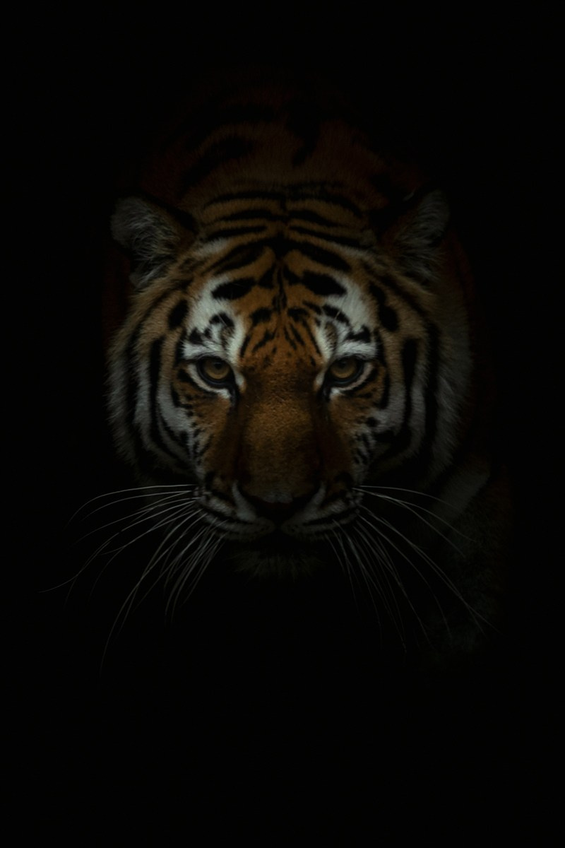 Анималистика. Фотограф Александр Чазов