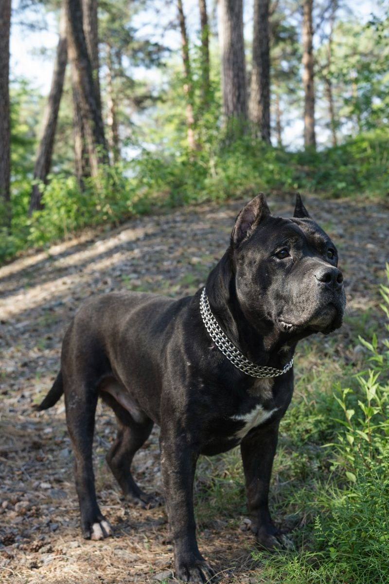 Любимые хвостики