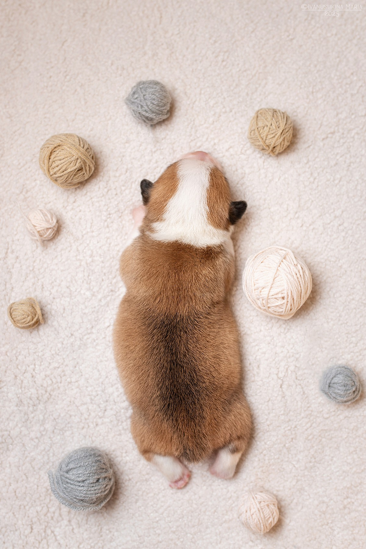 Ньюборн фотосессия щенков. Фотограф собак в Москве и Московской области Иванушкина Мария