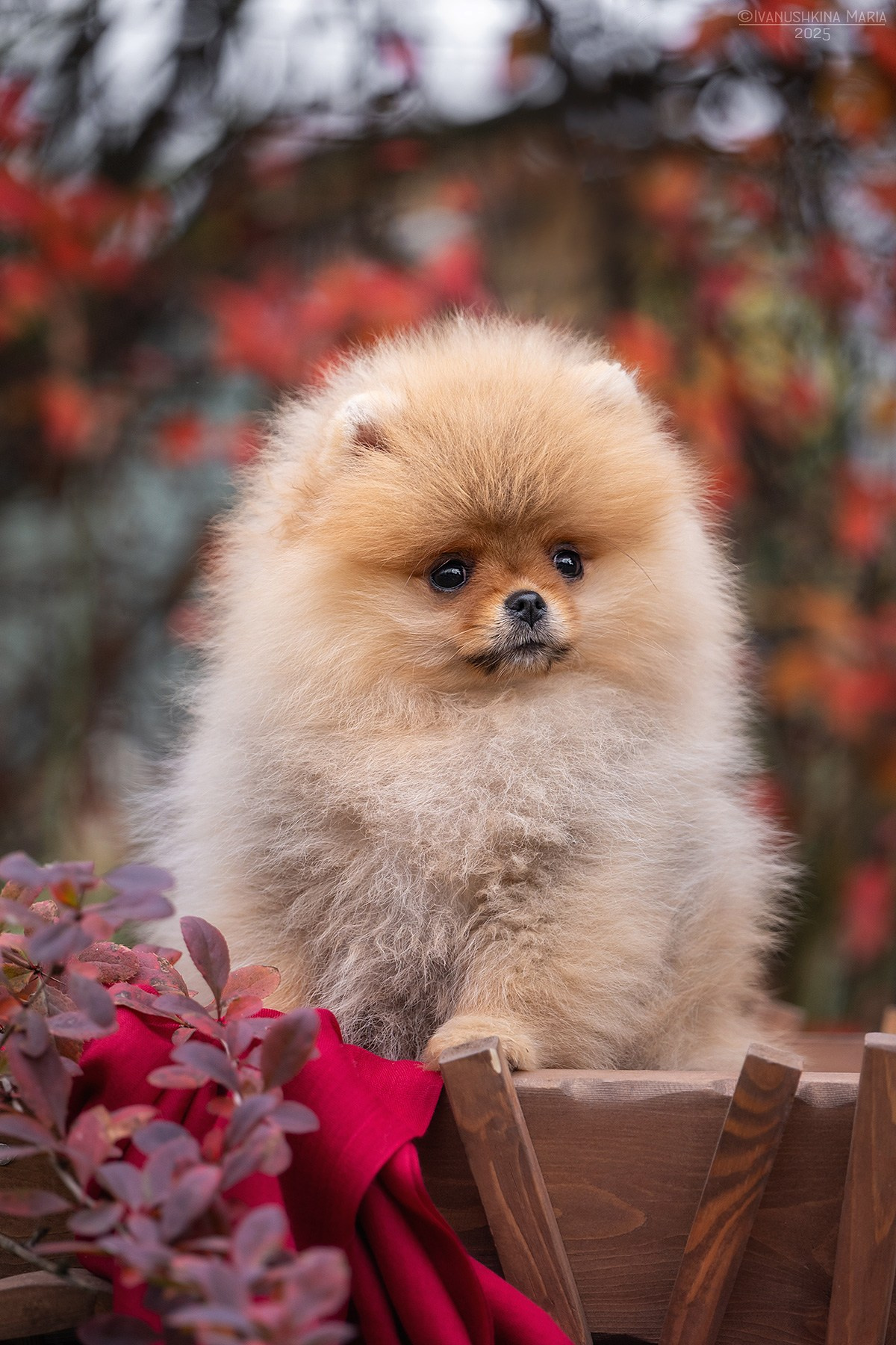 Фотосессия щенков на продажу. Фотограф собак в Москве и Московской области Иванушкина Мария