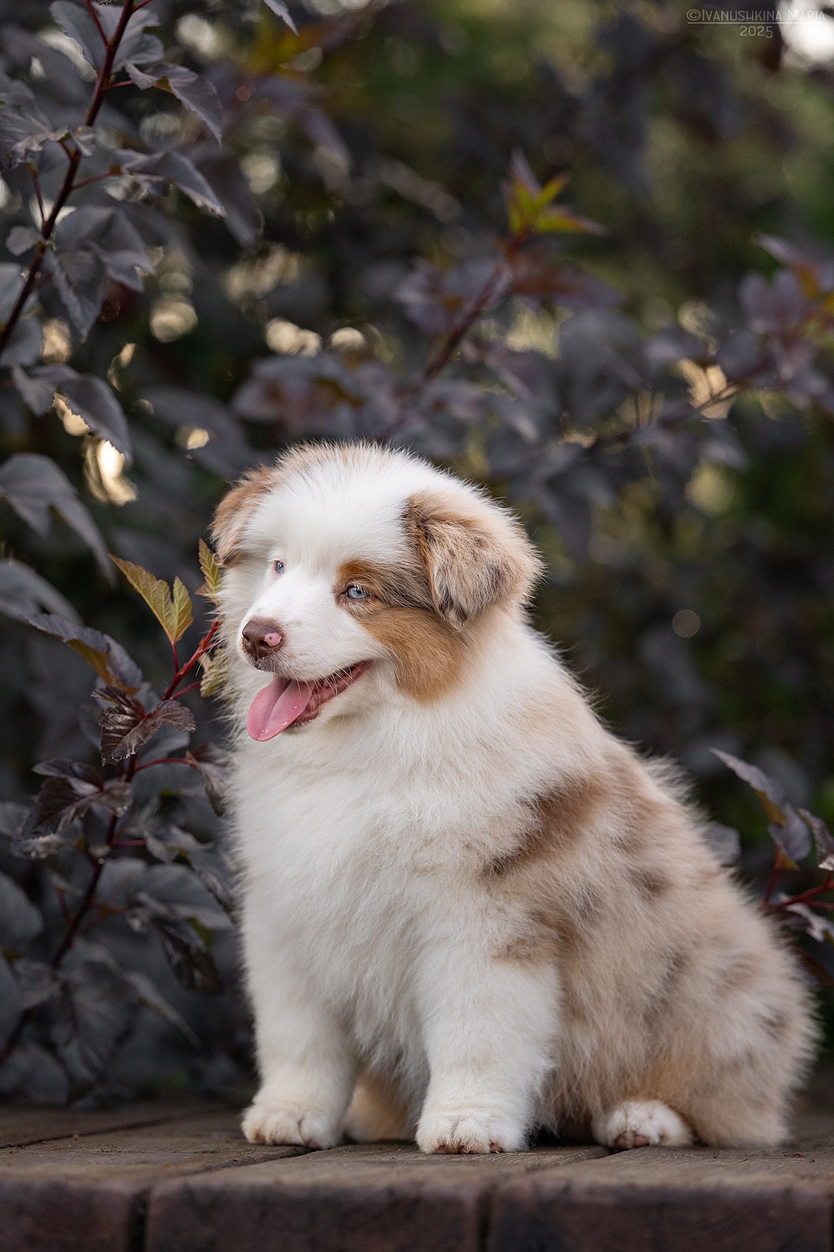 Фотосессия щенков на продажу. Фотограф собак в Москве и Московской области Иванушкина Мария