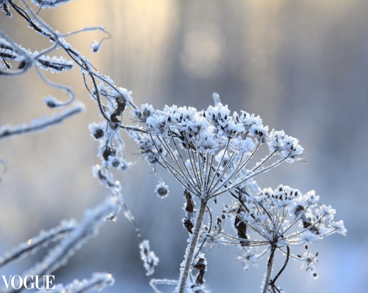 Мои публикации в журнале Vogue. Семейный и детский фотограф в Ярославле Елена Макшеева