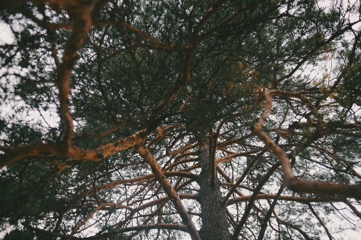 Поцелуй ветра. Соня Черных (sophieblack)