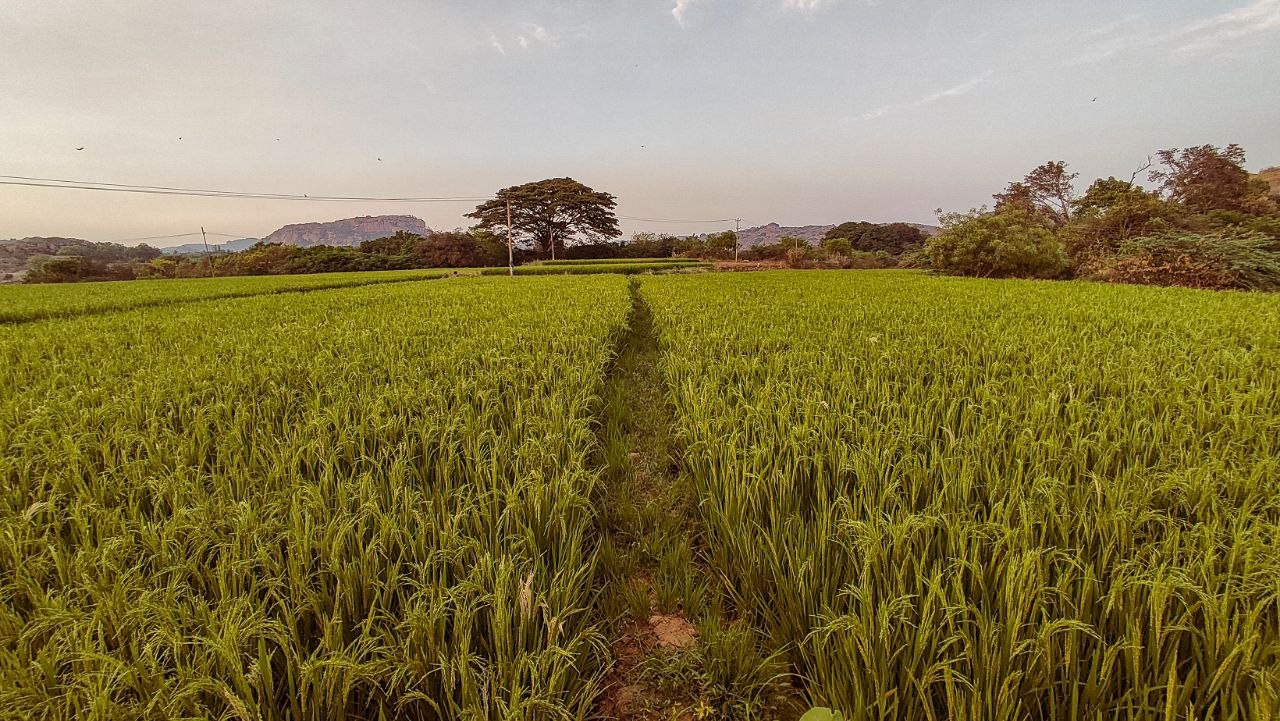Индия. Живые снимки! Фотограф Даша Бендер