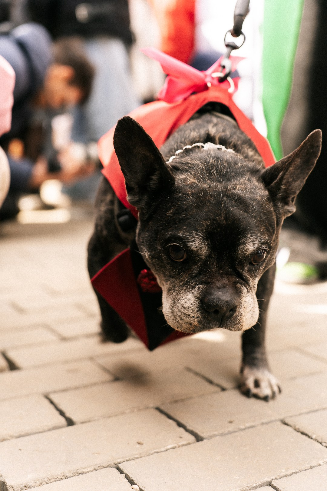 Парад Бульдогов. Axenov_eugene