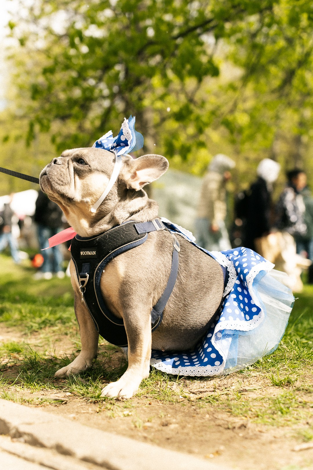 Парад Бульдогов. Axenov_eugene