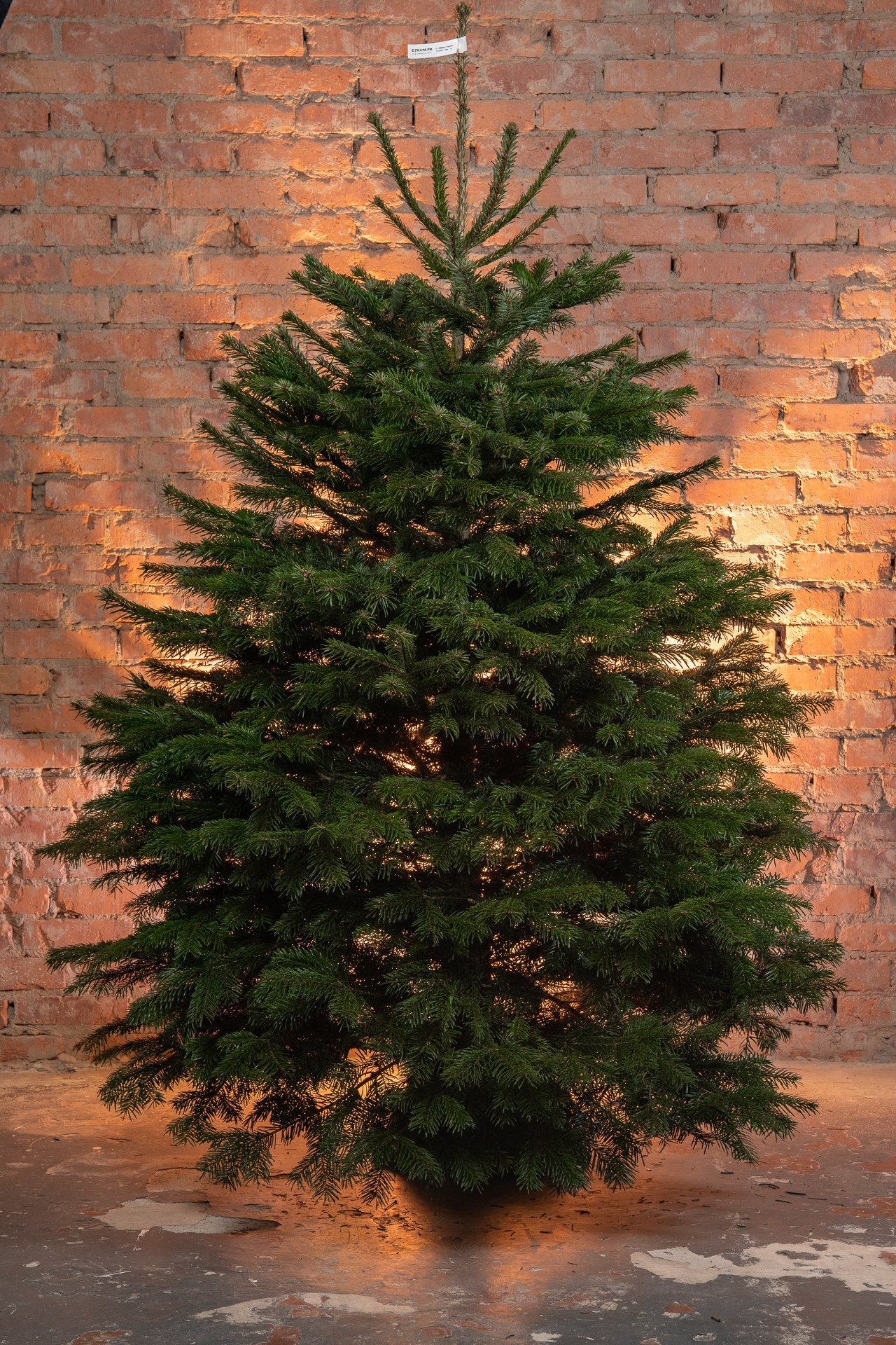 Предметная съемка елок. Фомина Елена Свадебный и семейный фотограф