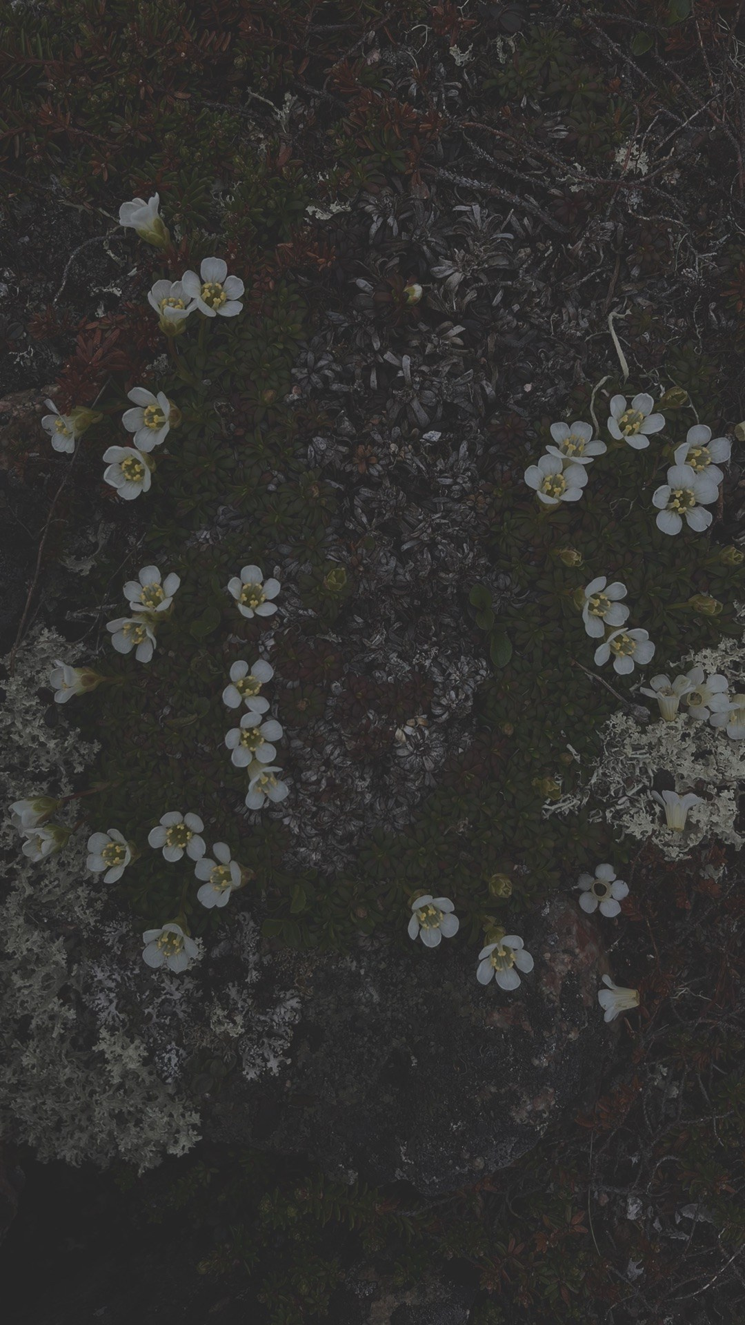 Мини-разбор: Для невест. Организация и координация свадебных и семейных торжеств