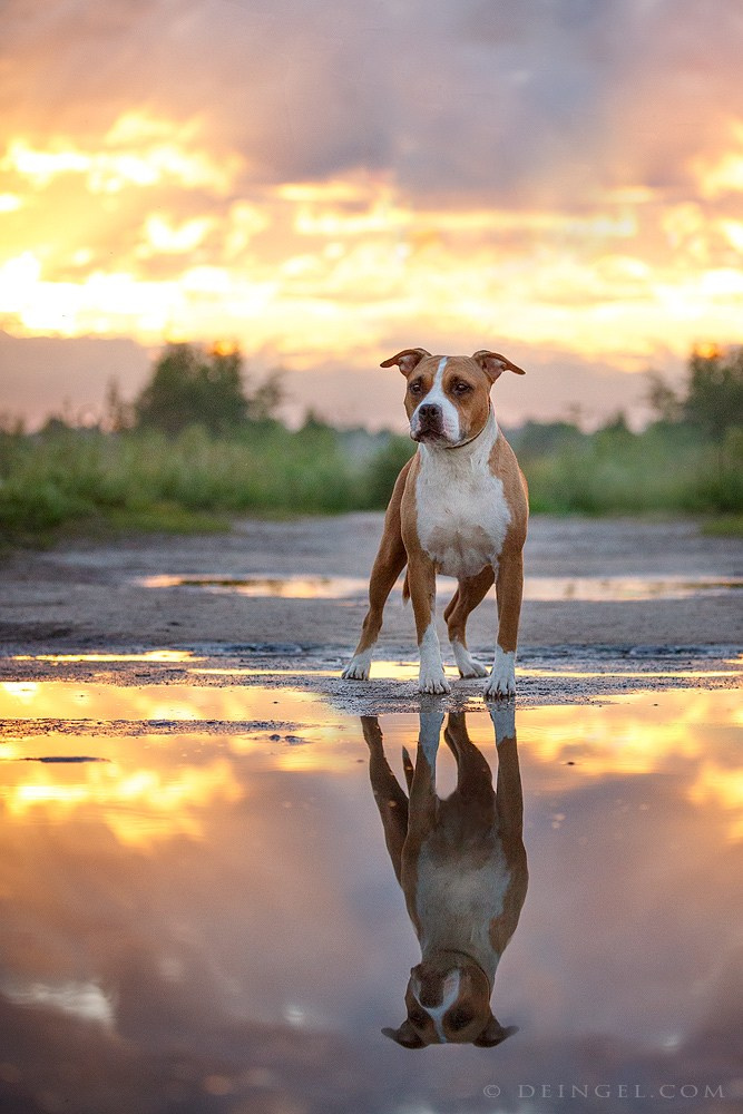АСТ Федя, Пако и Ника. Фотограф-анималист Natalia Deingel | Фотосъемка собак в Москве