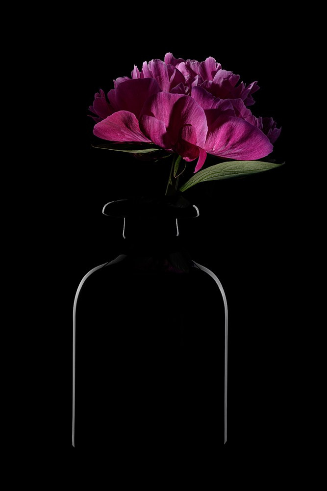 Пион розовый