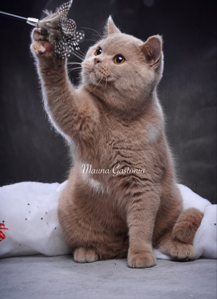 Vismut. Mauna Gastonia