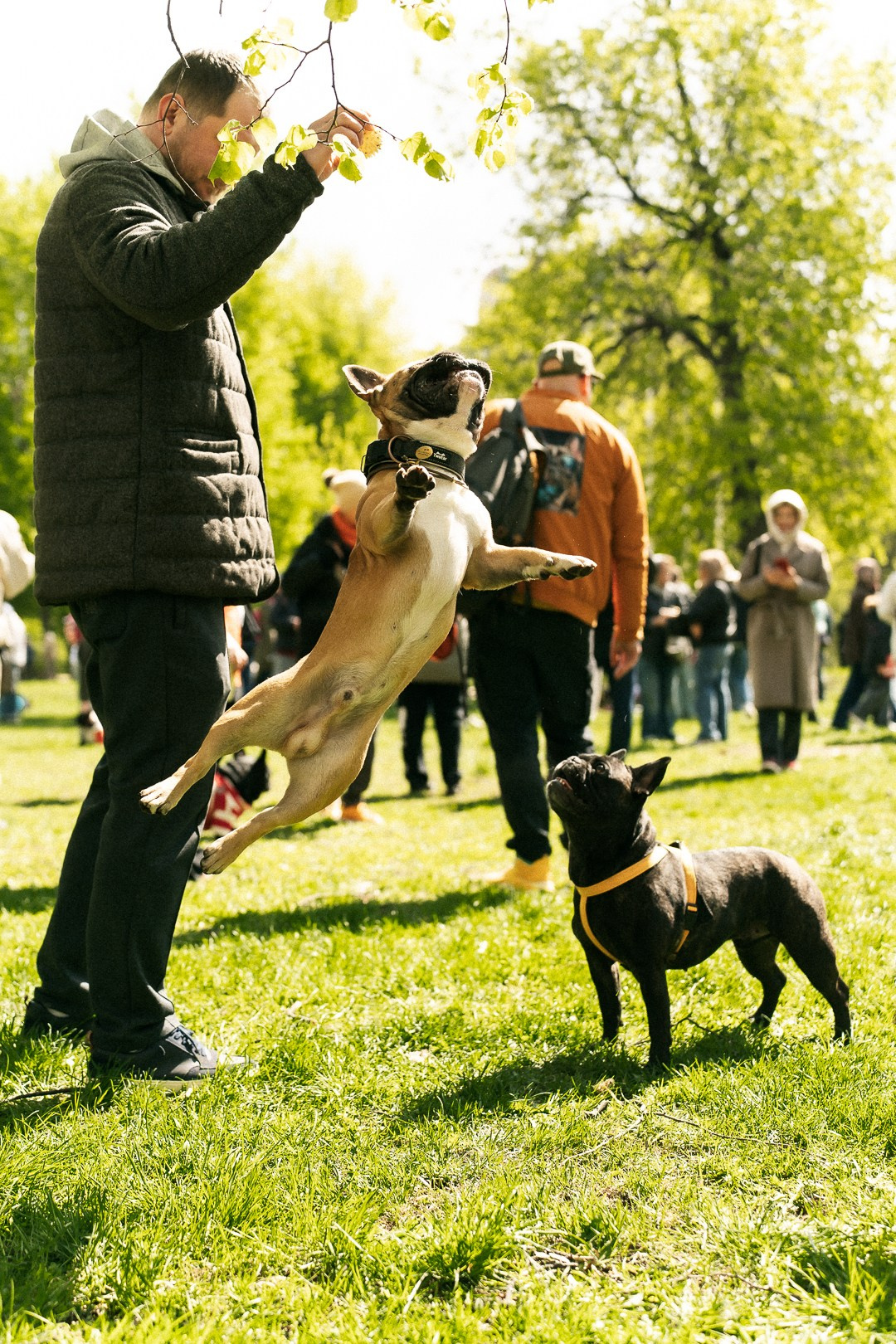 Парад Бульдогов. Axenov_eugene