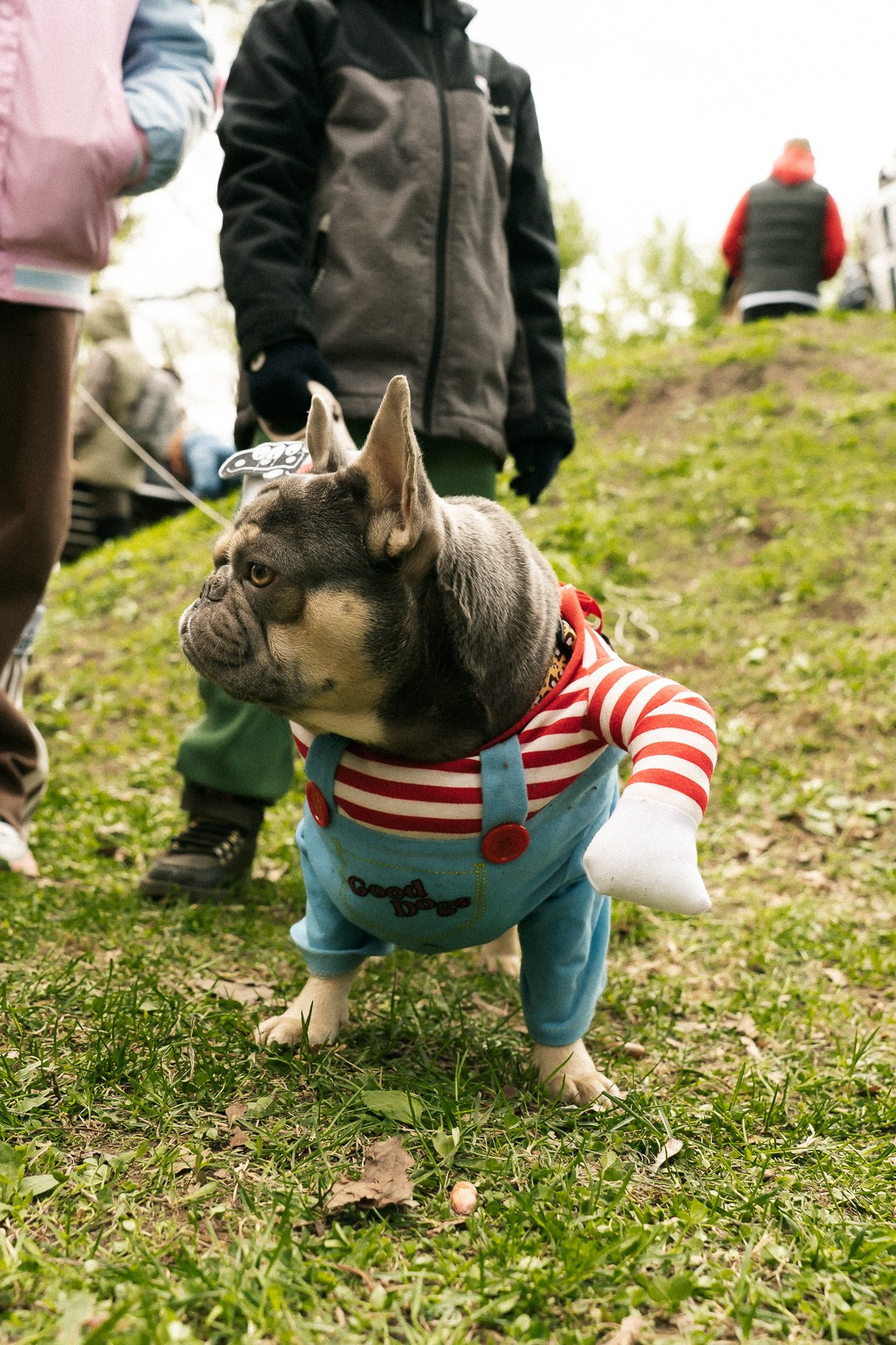 Парад Бульдогов. Axenov_eugene