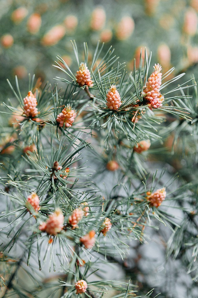 Каменные стены Исети