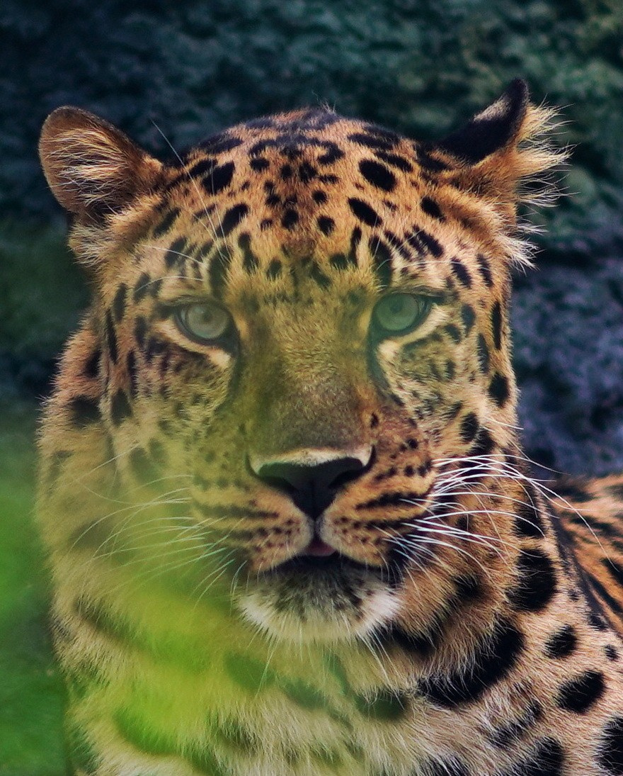 Животный мир📸. Фотограф Москва и Сергиев Посад Ирина Ермакова