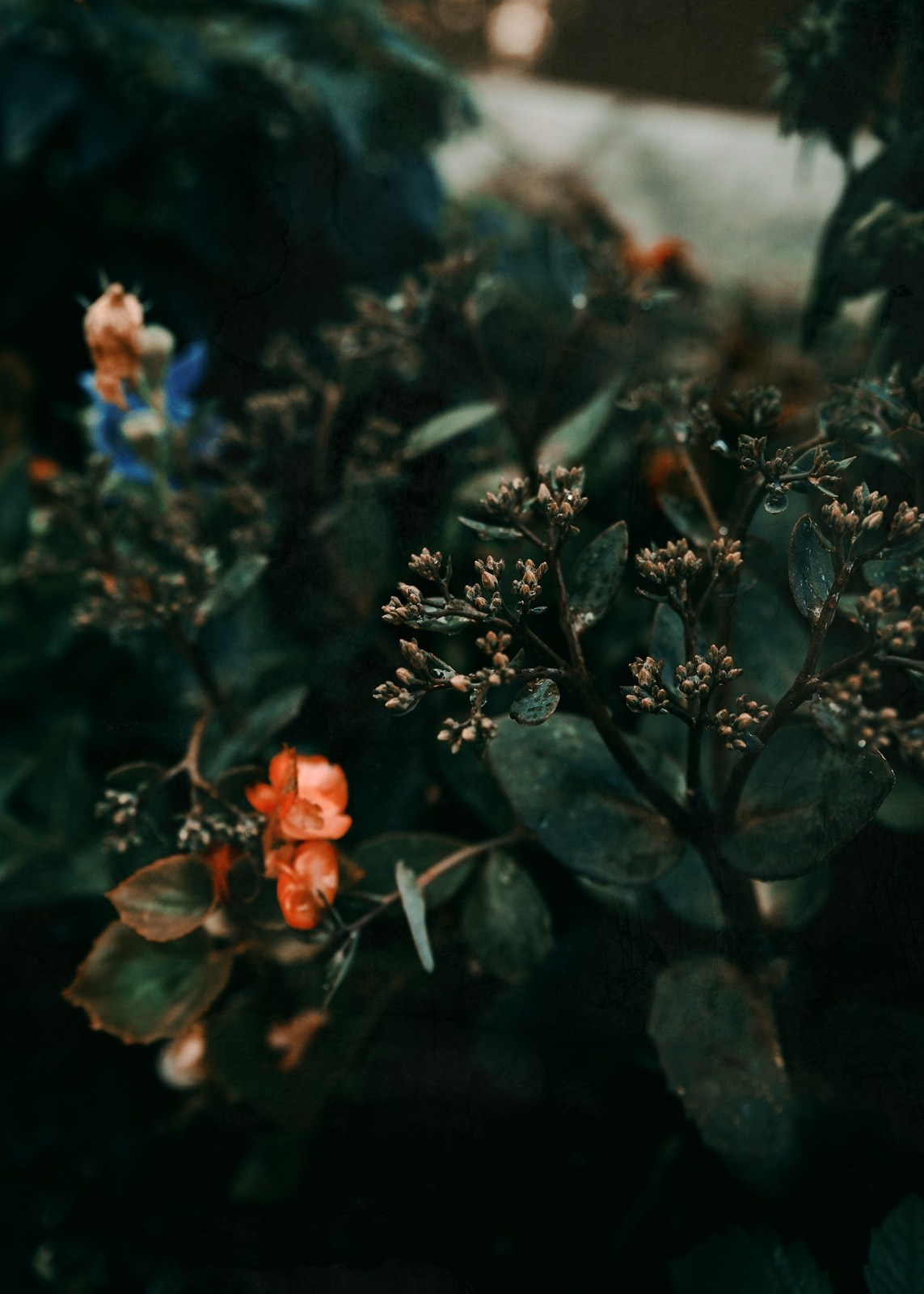 Красивые фотографии цветов фотограф