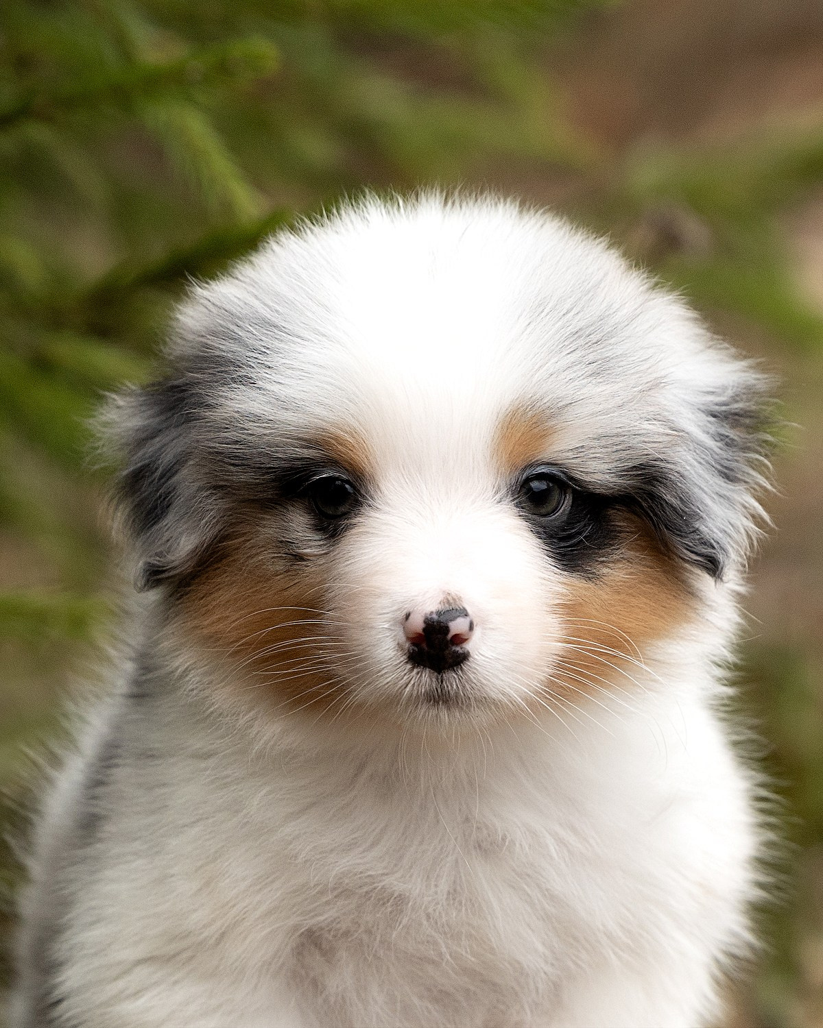 Фотограф-анималист и бренд-фотограф в Москве | Фотография собак, людей, бизнес-портрет