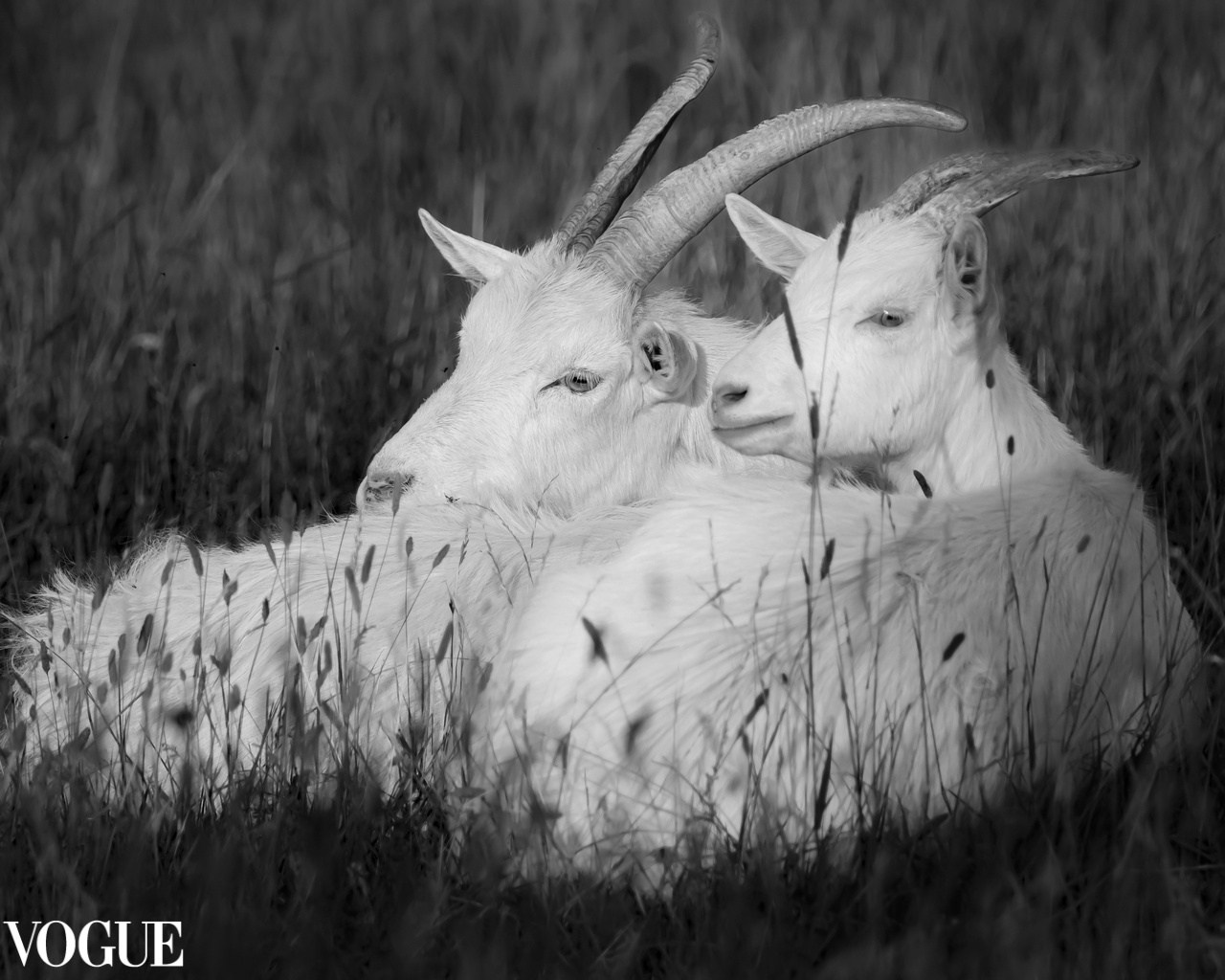 PhotoVogue. Фотографии Лены Соколовой