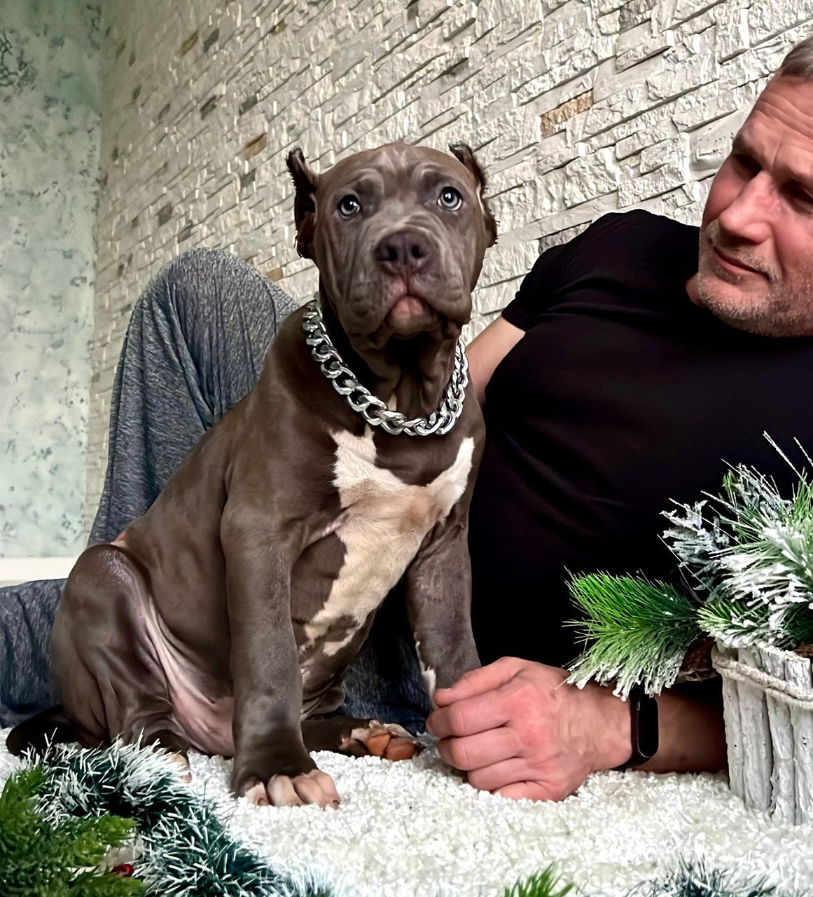 Все свободные щенки. Американские булли XL в г. Калининград. Питомник Great Bully UNIVERSE