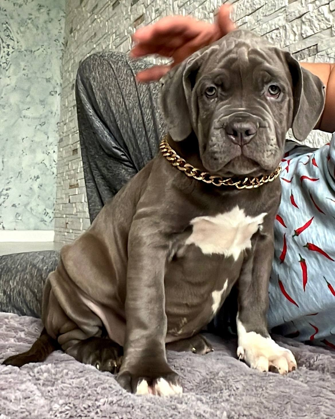 Hunter&Queenie, 10.09.25. Американские булли XL в г. Калининград. Питомник Great Bully UNIVERSE