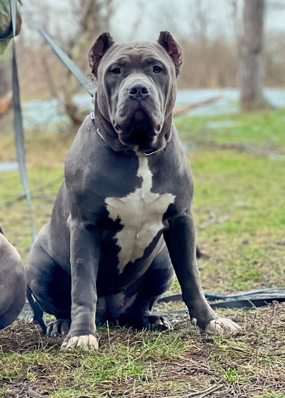 UPB’s Queenie & Zeus. 16.04.24. Американские булли XL в г. Калининград. Питомник Great Bully UNIVERSE