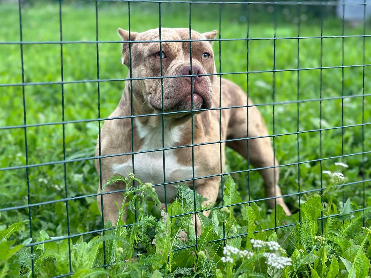 Sunshine Girl. Питомник американских булли Bounty Pride Bully