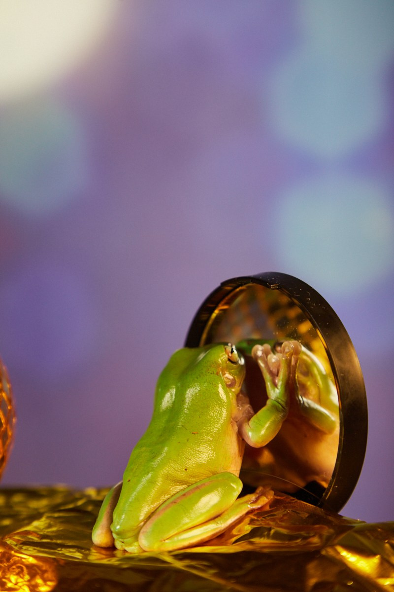 Съёмка животных — зелёная лягушка в неоновом свете.