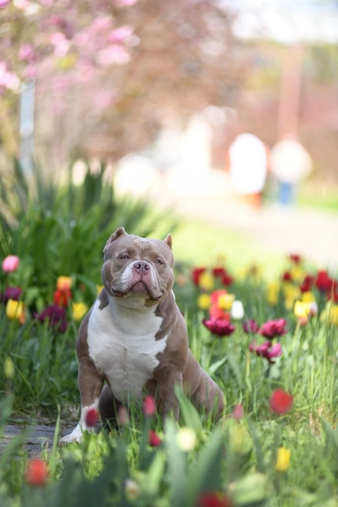 Булли покет кобель Евгур. ПИТОМНИК СОБАК ПОРОДЫ АМЕРИКАНСКИЙ БУЛЛИ