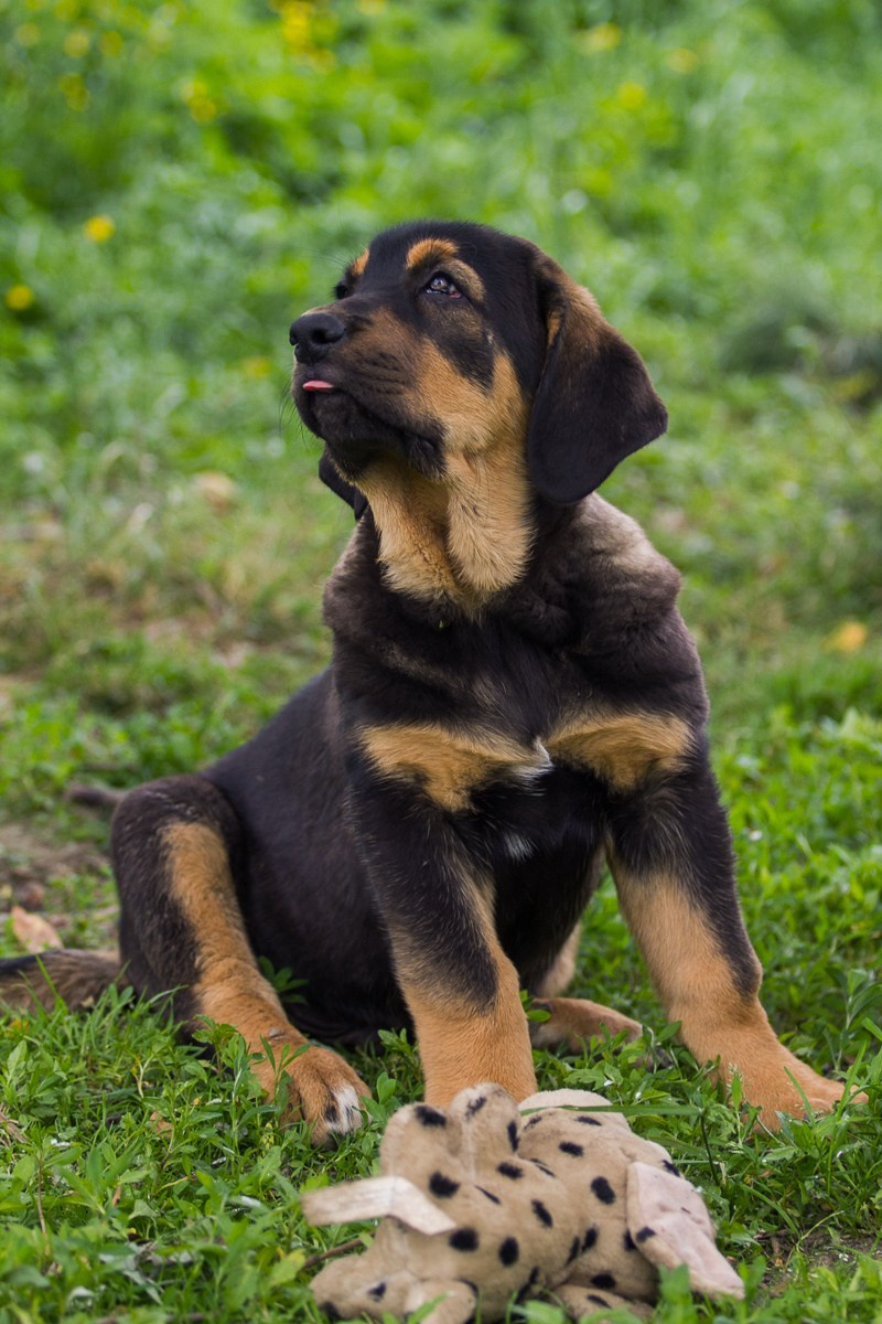 Щенки. Семейный и детский фотограф в Москве Мария Быкова