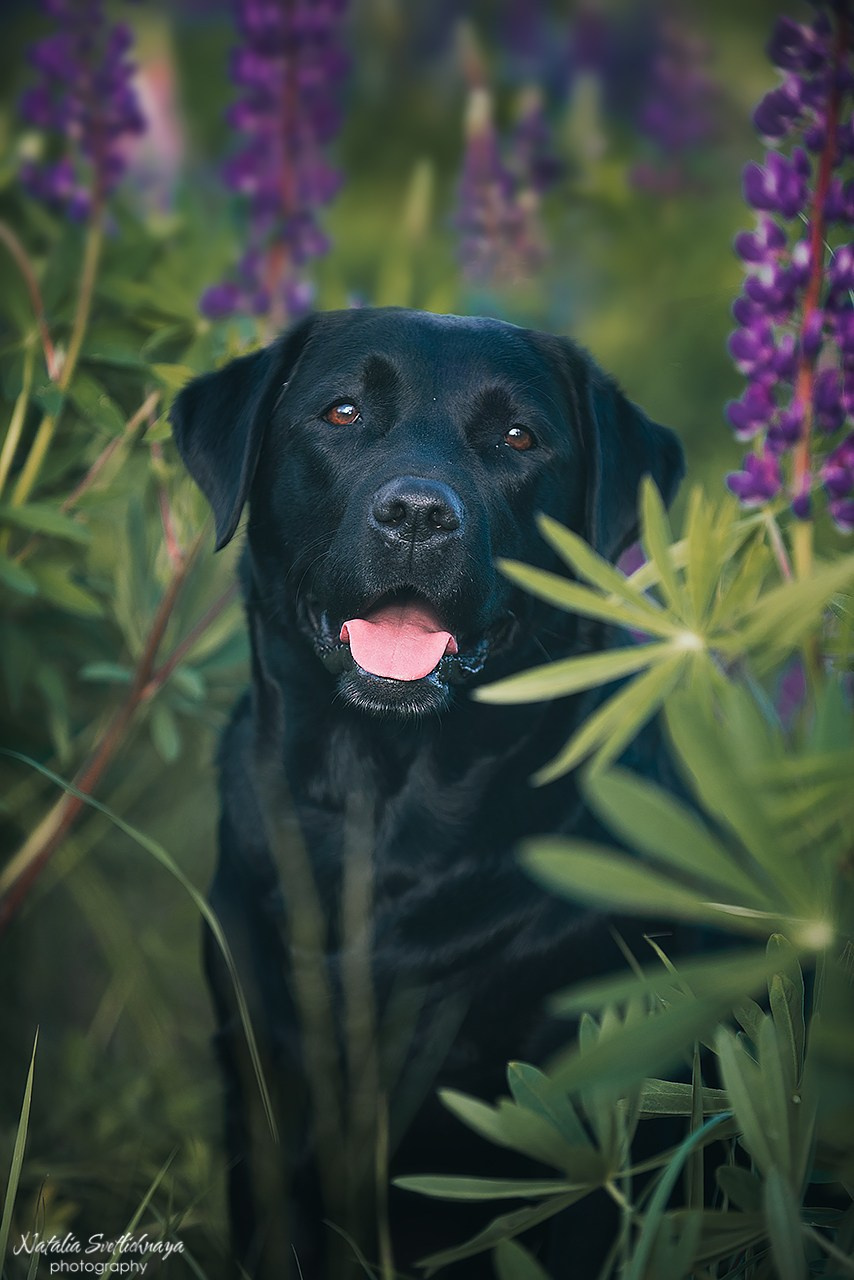 Лабрадоры в люпинах. Фотограф-анималист Наталья Светличная