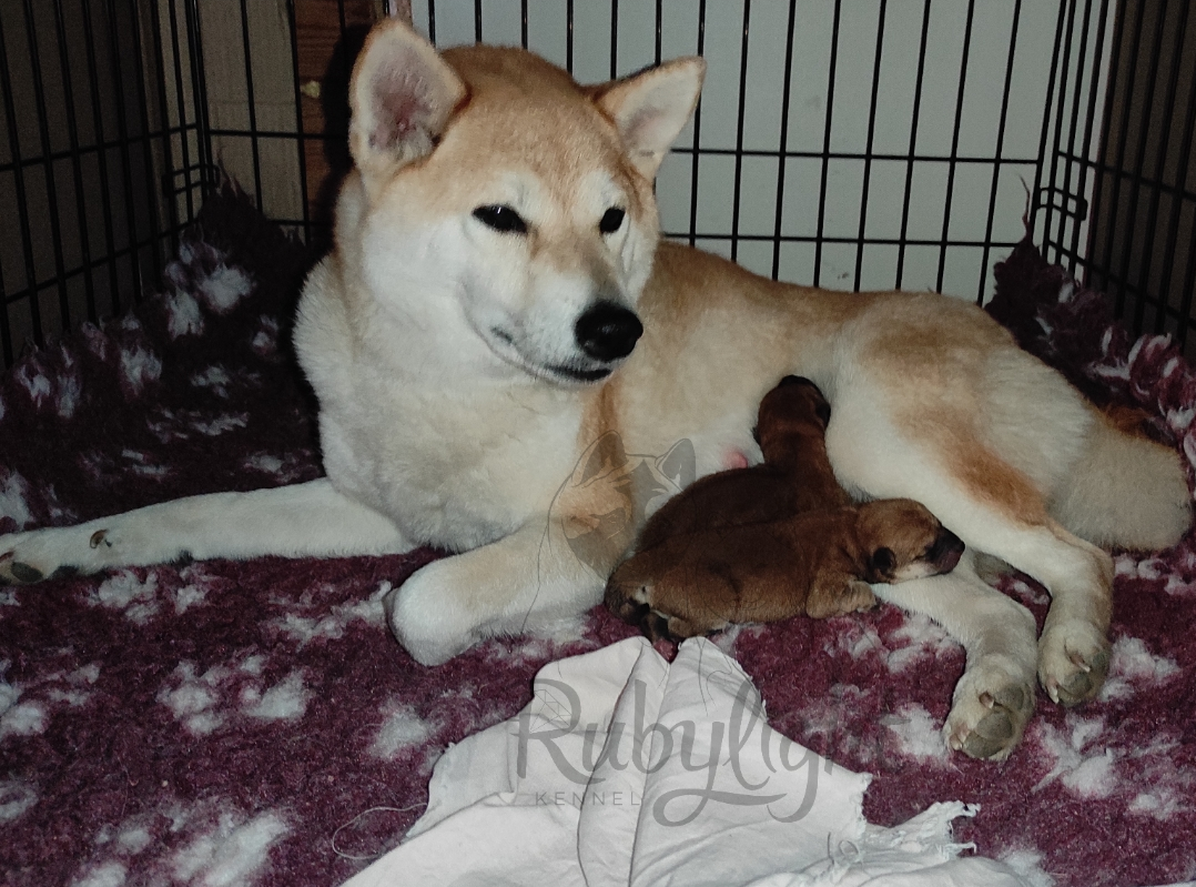 Сиба питомник Рубилайт помет Q