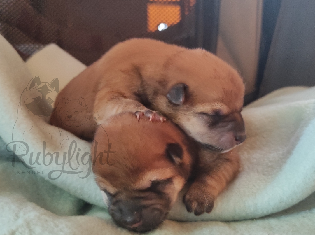 Сиба питомник Рубилайт помет Q