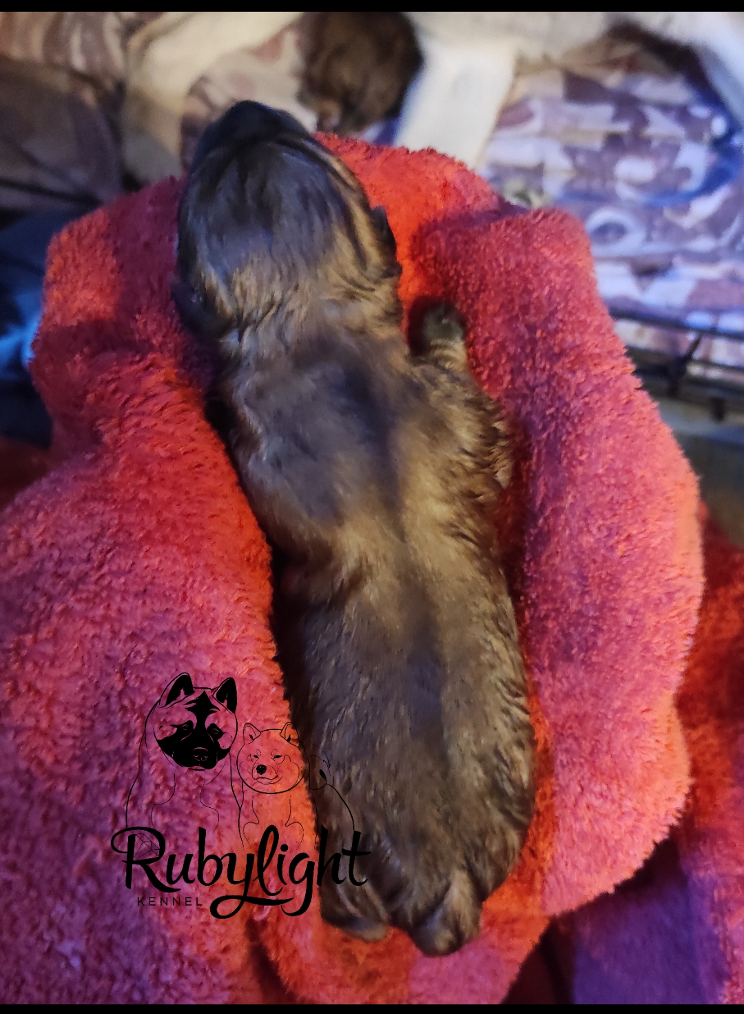 Сиба Rubylight Qiwi питомник Рубилайт 