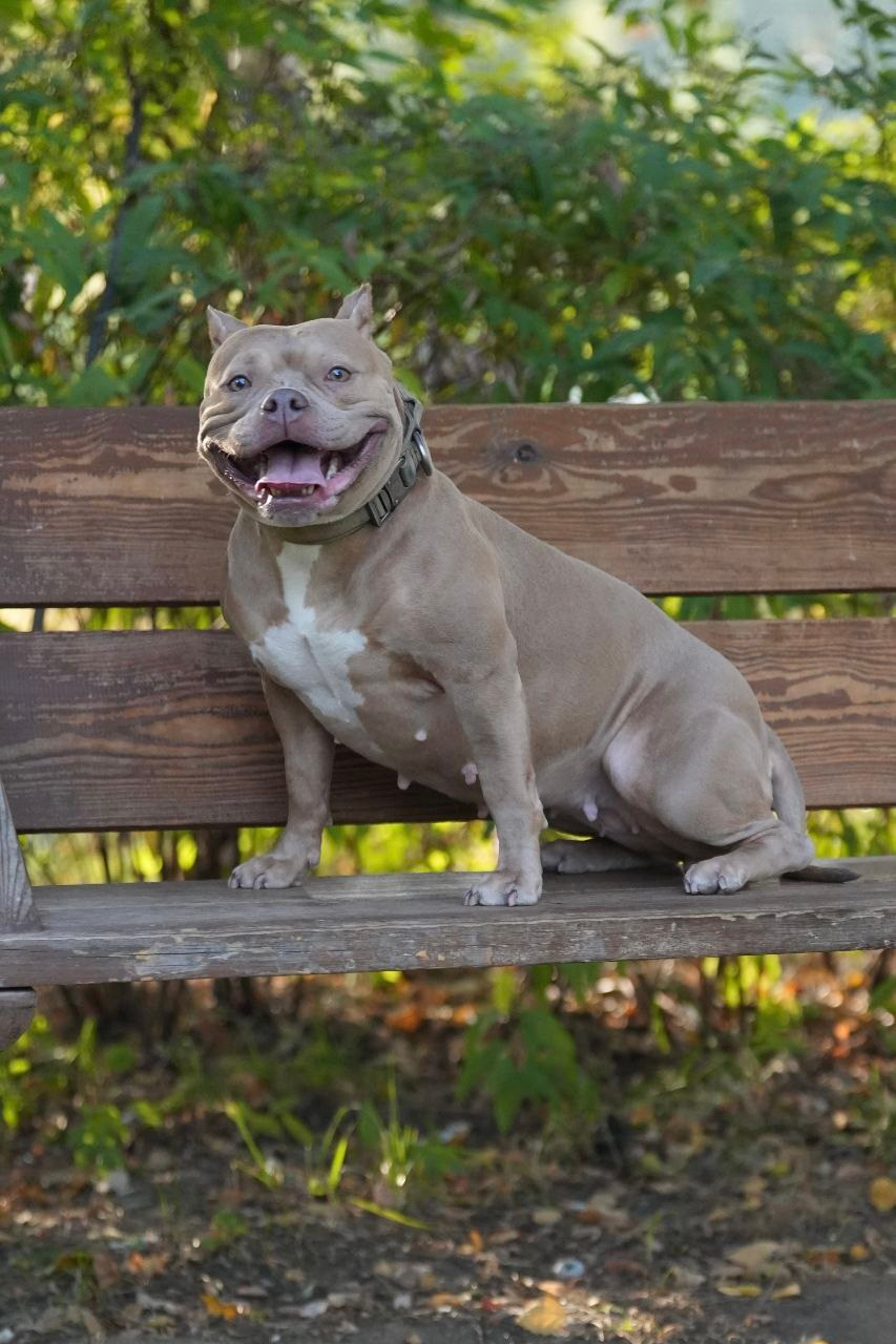 АмБулли Адель. Фотограф-анималист Асадова