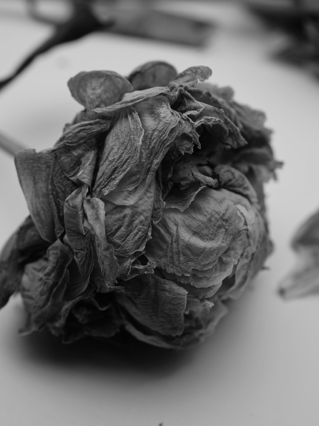 Предметная фотосессия в Москве. ФОТОГРАФ Любовь Скок. Москва