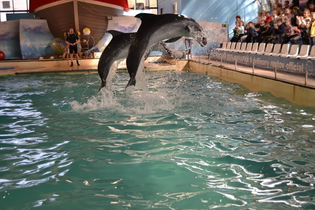 Волшебство в дельфинарии: как мы завершили октябрь улыбками, восторгом и объятиями! 💙🐬