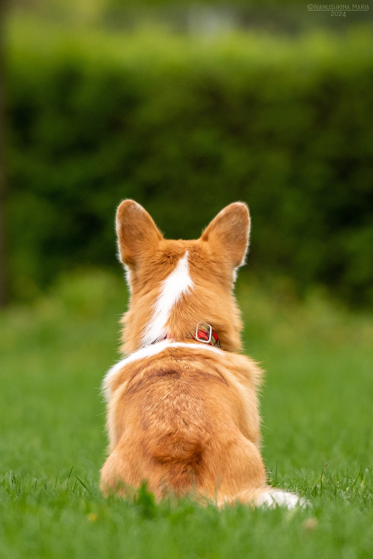 Фотограф-анималист. Фотограф собак в Москве и Московской области Иванушкина Мария