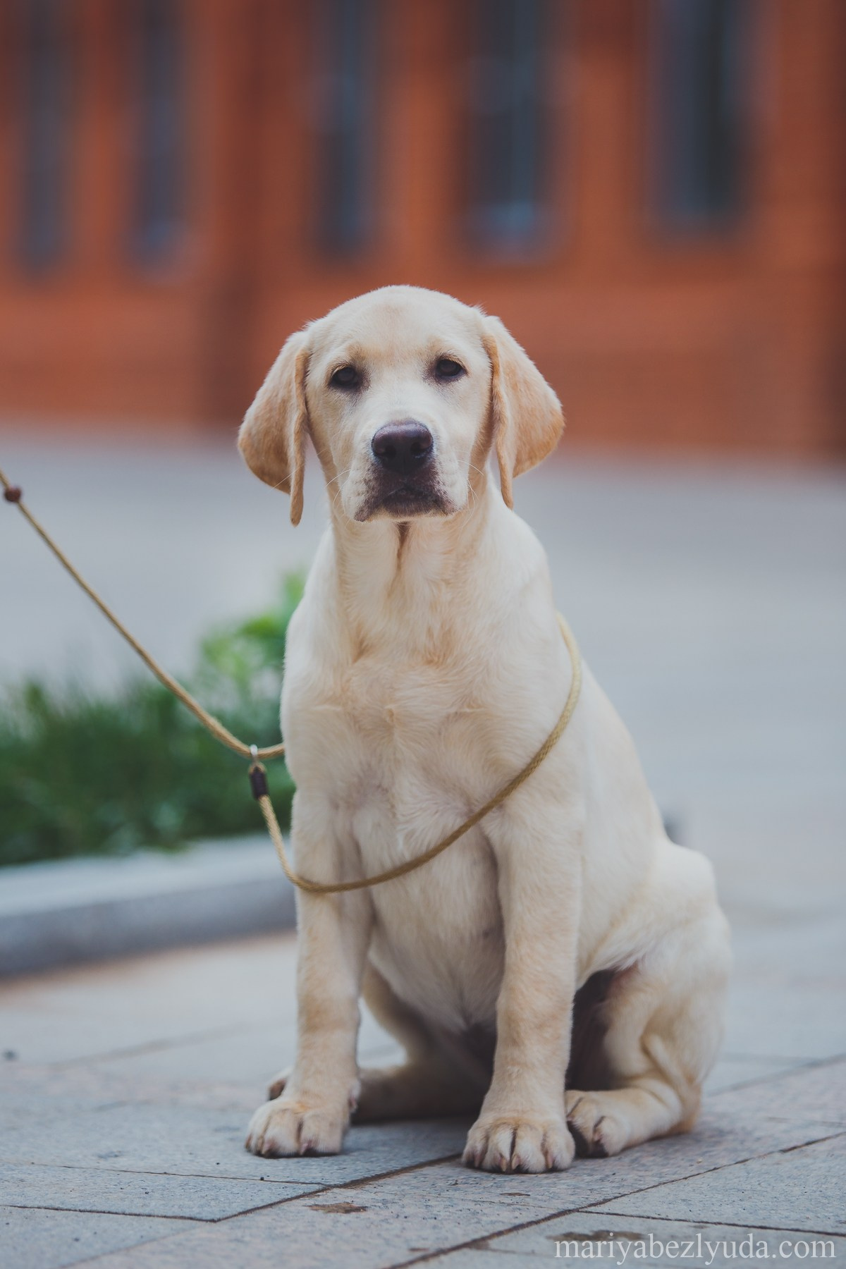 Щенки. Семейный и детский фотограф в Москве Мария Быкова