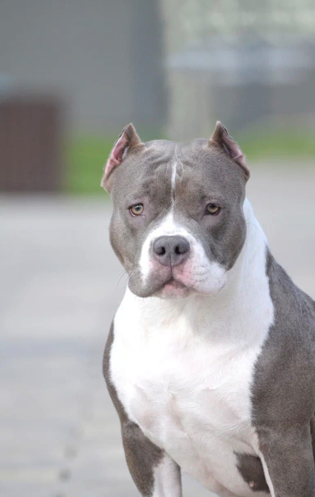 кобель на вязку American Bully в Белоруссии