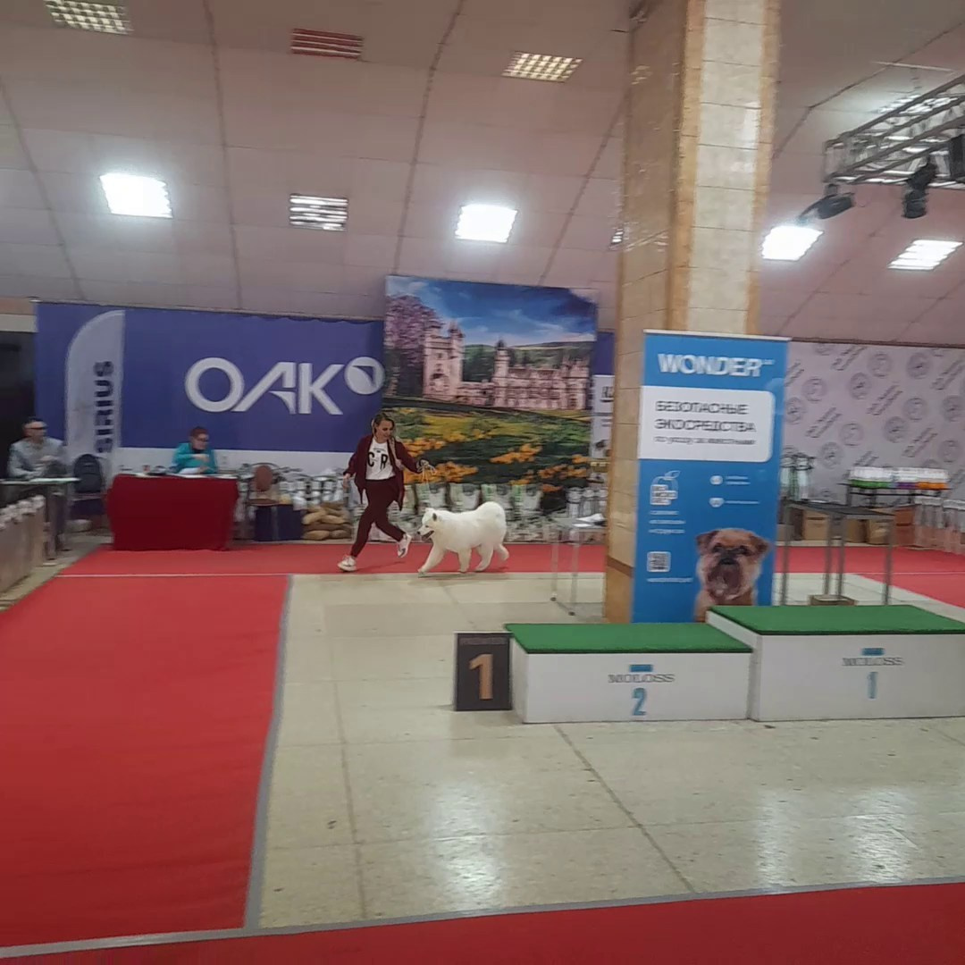 Помет «Р» 04.10.2023 д. р. Самоед Новосибирск