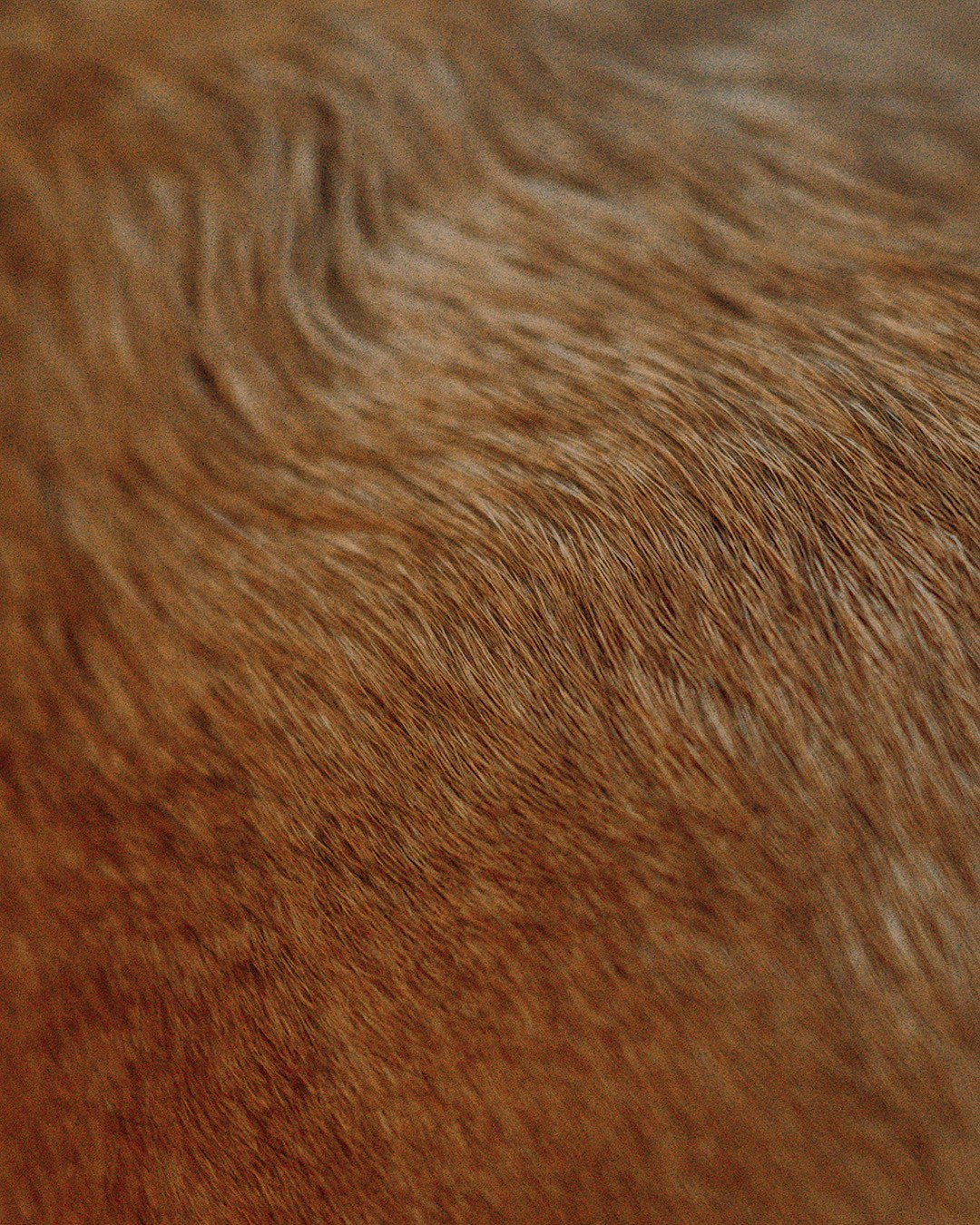 Наталья, Сергей и Уна. Фотограф анималист в Москве и Санкт-Петербурге Свиридова Анна