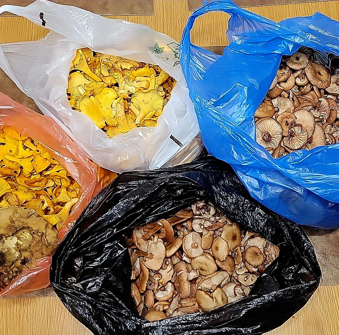 Лисички сходят, но пока еще есть. Купили и опят, и лисичек